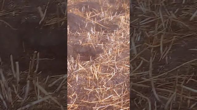 рекомендую просмотреть это видео подкислитель грунта для голубики смотреть онлайн