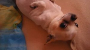 ЧИХУАШКА МОЙ:*