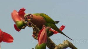 Birds of Kaziranga National Park, Assam India