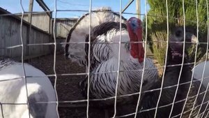 Маленький деревенский зоопарк // Индюки royal palm turkey // Детская площядка