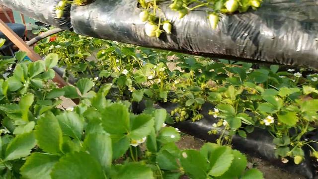 2 млн. ₽ на клубнике в сезон. С теплицы 72×11 метров, 12000 растений в мешках. смотреть онлайн