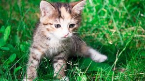 Л.Н. Толстой - Котенок