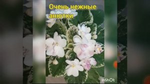 фиалка/сенполия "АВ-Молочные реки"