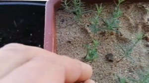 Полив кипариса