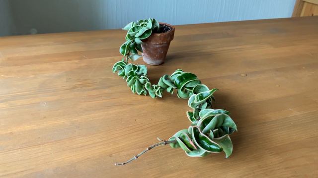 Hoya carnosa Compacta Regelis- результат роста спустя год смотреть онлайн