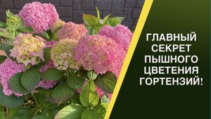 ЛЕТНИЙ УХОД ЗА ГОРТЕНЗИЯМ! СОВЕТЫ ОТ ГОРТЕНЗИЕВОДА!