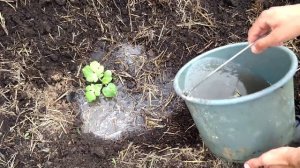 Секреты высадки арбузов. Выращивание арбузов. Как правильно высадить арбуз