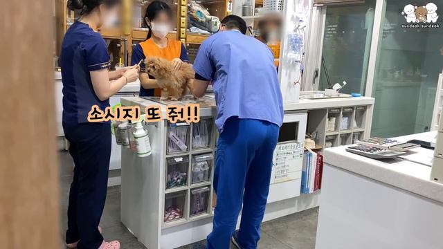 의사 선생님 앞에서만 착한척하는 강아지