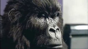 Cadbury Dairy Milk Drumming Gorilla Advert