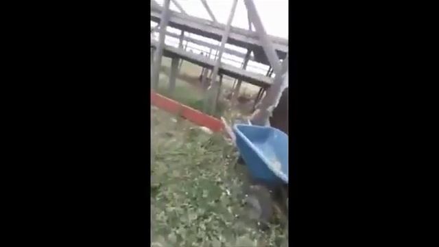 Чупакабра в Эль Пасо смотреть онлайн