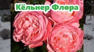 Какие розы я заказала в питомнике Аллея роз (г.Уфа). Весна 2021. 8 сортов.