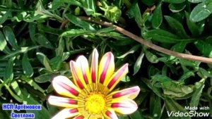 Газания или гацания очень красивый цветок ! Газания интересные факты !