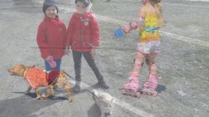 Домисолька - Купите мне собаку!