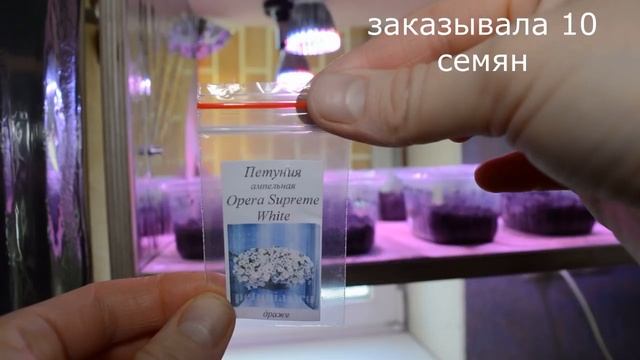 Всходы петунии из интернет магазина в 2018 году