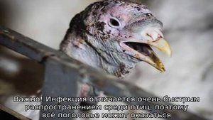 Гистомоноз у индюшат: симптомы и лечение