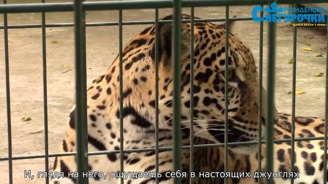 Костромской зоопарк. Академия Снежных Чудес online. Резиденция Снегурочки