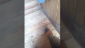 Шлифовка деревянного пола лепестковым диском