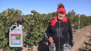 Как получить самый ранний урожай винограда Молдова? Применяйте ПРК "Белый Жемчуг Термощит"