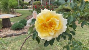 Sunny Sky.            Rose series 2021