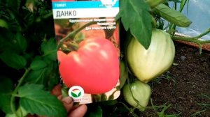 Помидоры "ДАНКО". Как Растут и Завязываются на  2 июля 2021г. Мой Любимый Сорт!!!