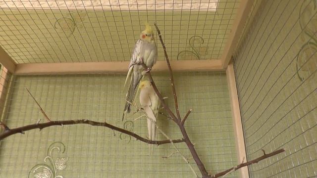 Зачем стричь когти у попугаев Нимфа -Корелла. Способы укорачивания когтей.