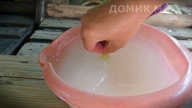 Обработка орхидей ОБЕРОНОМ смотреть онлайн