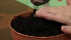 Сад.  Серия 137.  Как сохранить луковицы лилии.