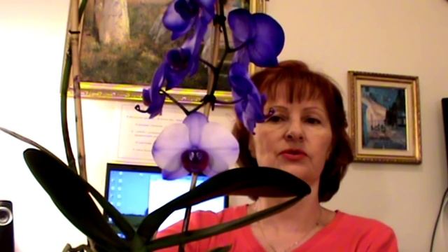 Секрет про СИНЮЮ ОРХИДЕЮ  Цветок фаленопсис смотреть онлайн