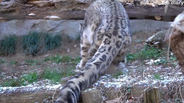20240114 多摩動物公園 ユキヒョウ ~Japan Tama Zoological Park snow leopard~ смотреть онлайн