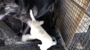 Канадский волк принял в стаю западно-сибирскую лайку