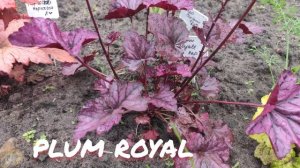 Гейхера сорт plum royale в июне