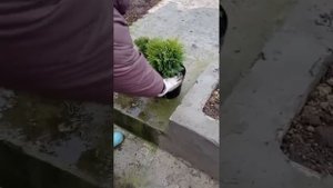 Сажаем тую Даника  поздней осенью.