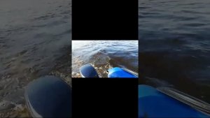 Японцы уже не те... (NS marine 9.8, Tohatsu)