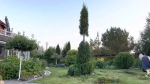 Топиарные  стрижка моих  любимых туй. Туя смаракт . Туясиаракт