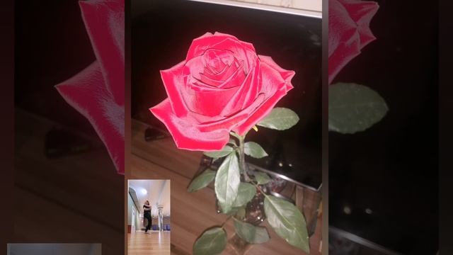 #восточныйтанец #танец #живитанцуя #счастьерядом #счастье #красота