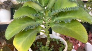 Elamulachi plant | Bryophyllum pinnatum | miracle leaf plant| gardening|propagation