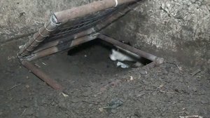 Содержание кроликов в яме // Доработка ямы для содержания кроликов