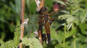 Природа Северо-Запада России / Nature of Nord-West region of Russia