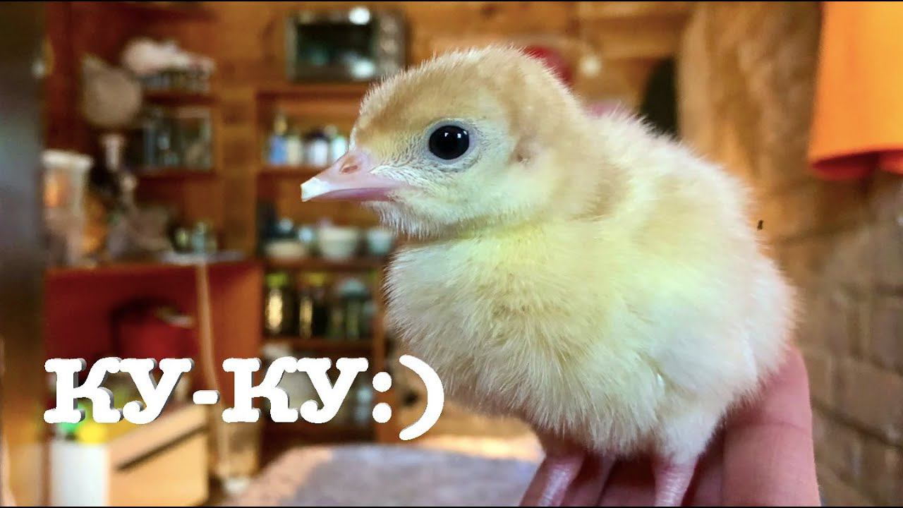 #100. Безопасный выгул для птицы. Взяли индюшат. [Жизнь на своей земле] смотреть онлайн