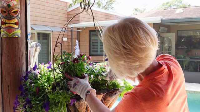 Planting Hanging Baskets and Clay Pot Containers Pool Side  Growing Tropical  