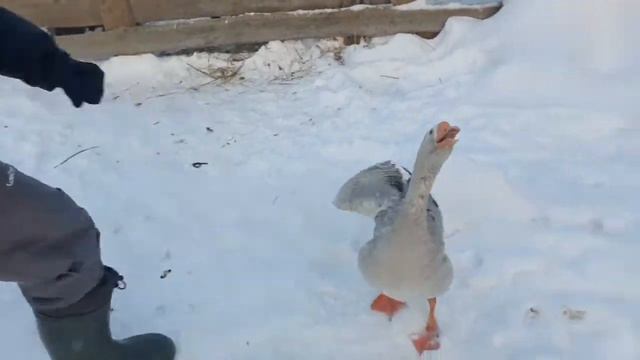 Инстинкты дорого-богато смотреть онлайн