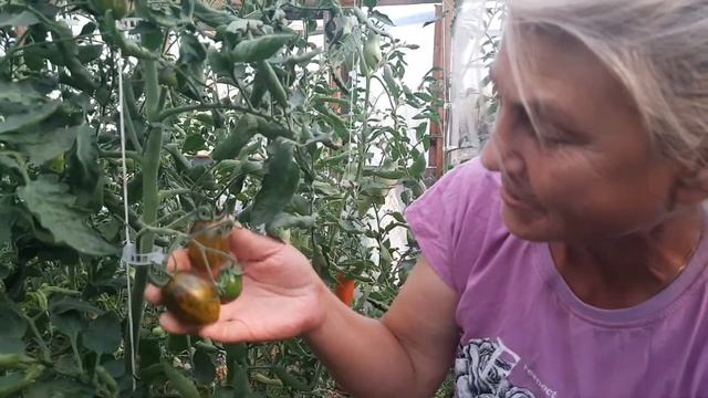 Сорт "Атом коктейльный-Китаевой". Салатный супер сорт. Шедевр для коктейльной вечеринки!!! смотреть онлайн