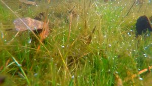 КРАСОТА ПОДВОДНОГО МИРА 2023.04.21