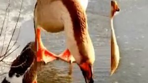 Опрятней модного паркета А.С. Пушкин.