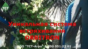 OXBO KORVAN комбайн для уборки ягод.mp4