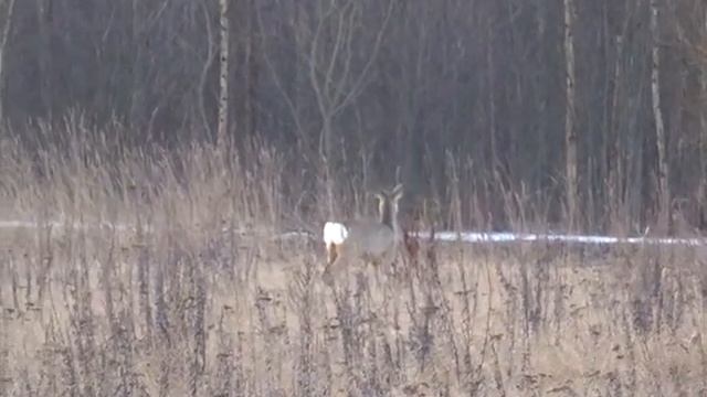 Косуля. Дрейлини, 6 февраля 2016 смотреть онлайн