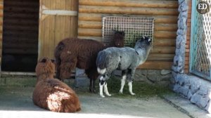 Альпаки в Ленинградском зоопарке – время обеда невероятно милых животных семейства верблюдовых