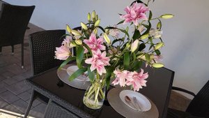 Plně rozkvetlá lilie Isabella (roselily ) - Florea.cz