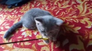 Котёнок Ярик первый день в новом доме!, Играеться.