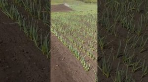 штригельная борона для мотоблока